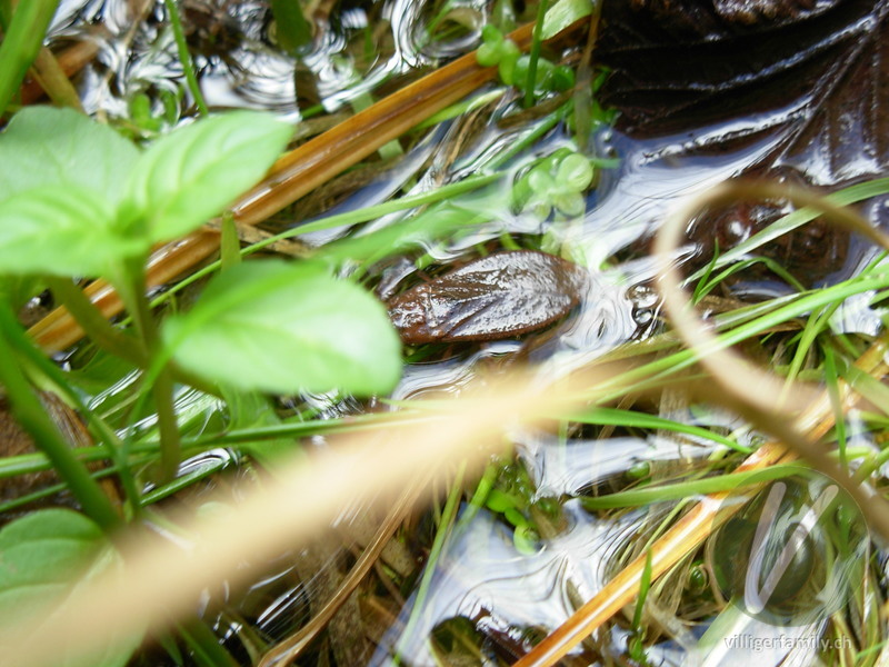 Wasserskorpion: Übersicht